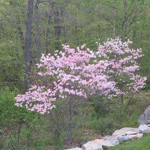 Meet your Posher, Josie